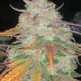 Sour Diesel