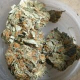 White Rhino Kush